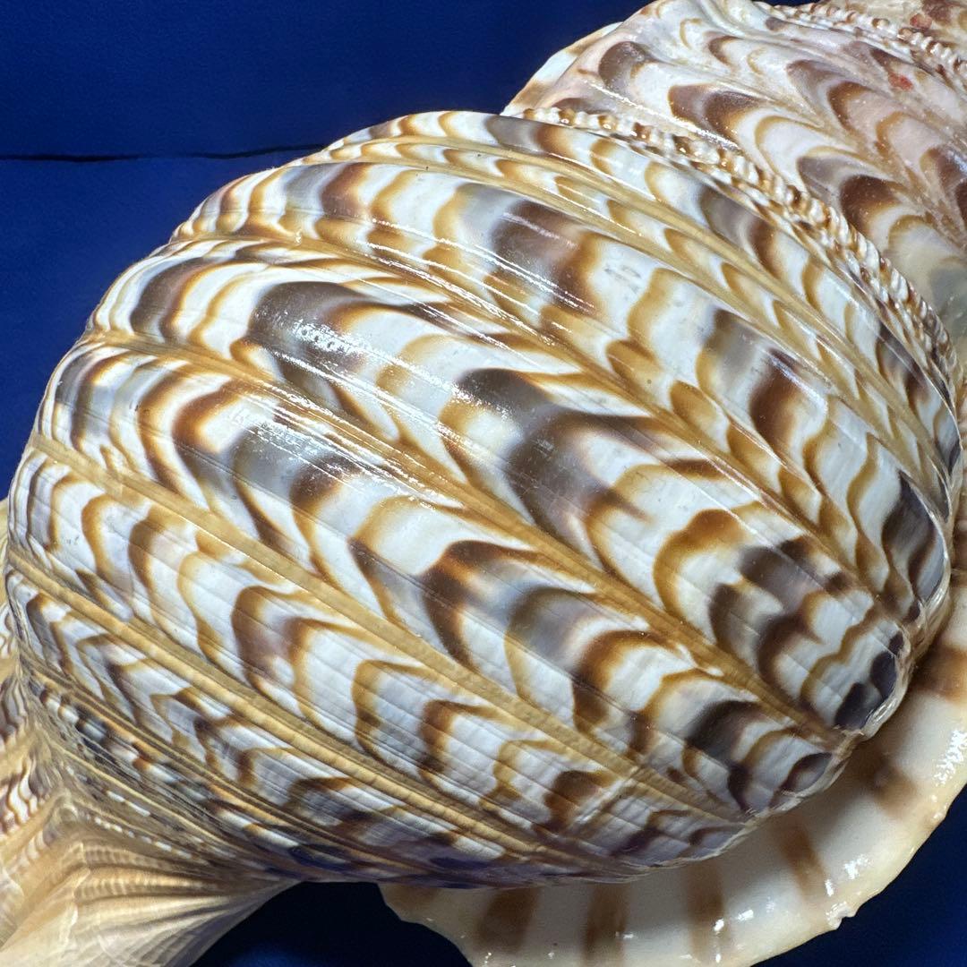 徳大法螺貝　ホラ貝　ほらがい　三伏　　　　　　魔除け　　熊よけ