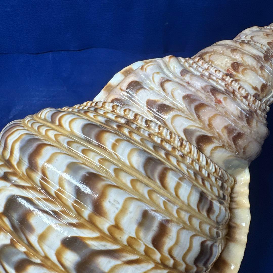 徳大法螺貝　ホラ貝　ほらがい　三伏　　　　　　魔除け　　熊よけ