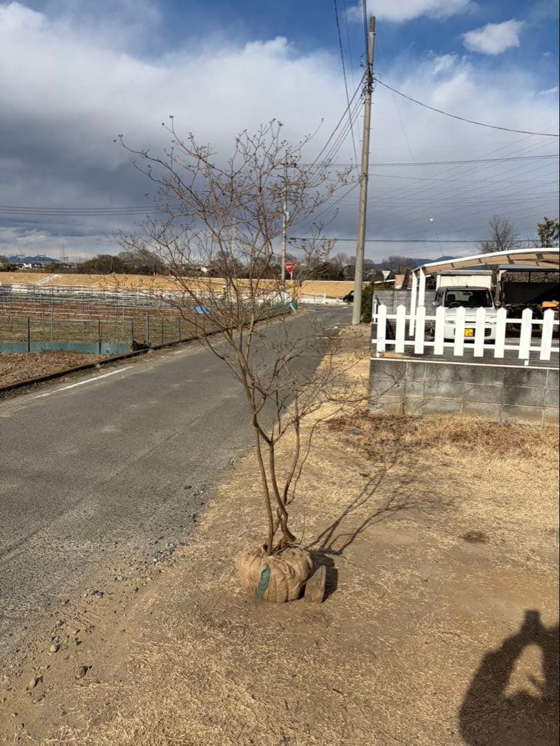 山採り ヤマツツジ 自然樹形