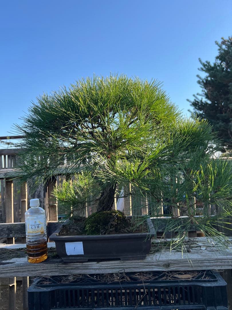 赤松盆栽　中品　格安　極上　極松