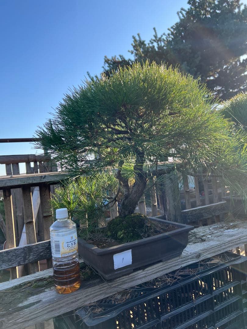 赤松盆栽　中品　格安　極上　極松