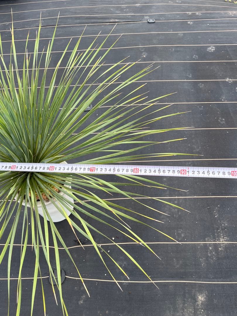 ユッカ　ロストラータ　極太幹上がり　⑨