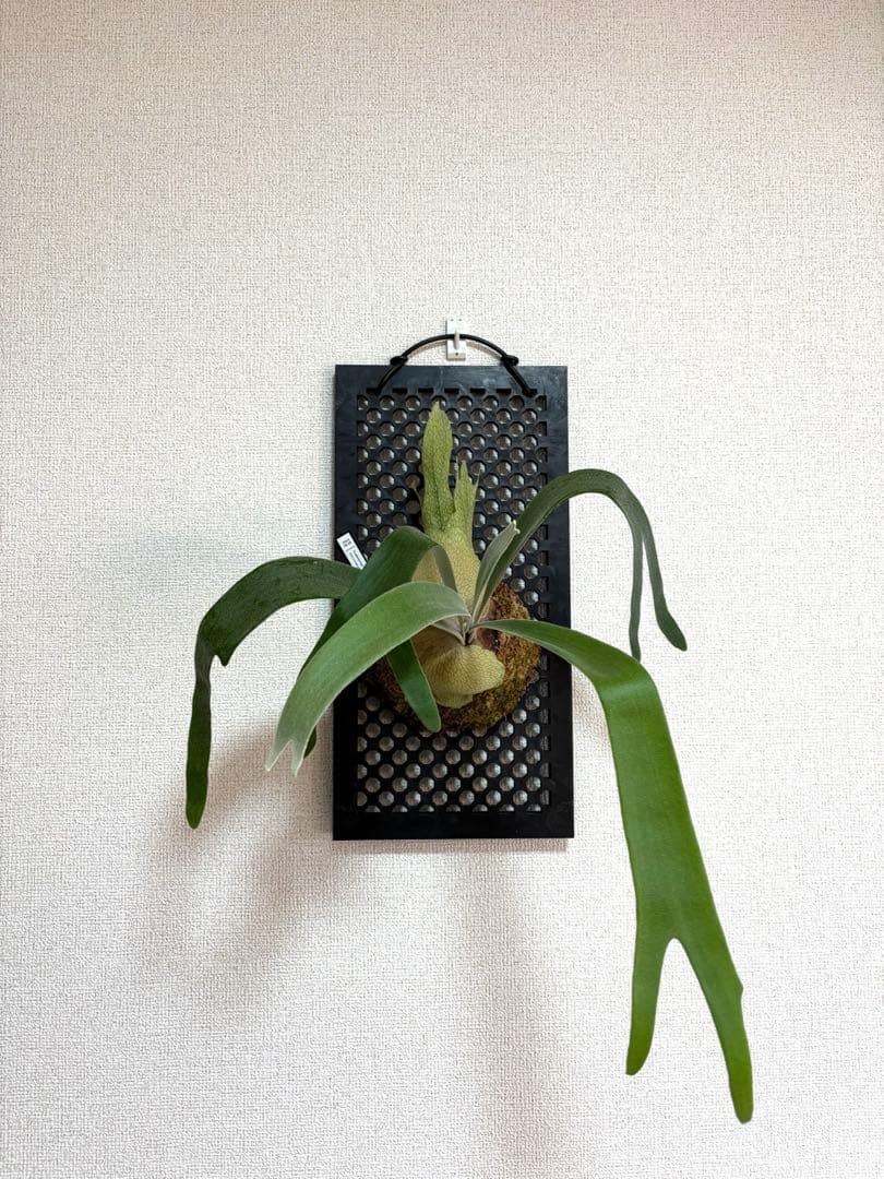 ビカクシダベイチーハイフィンガー×konayuki×tsukiyo＋ウィリンキー