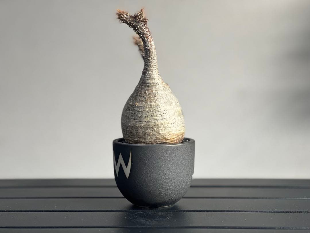 【休眠中】パキポディウム・グラキリス 現地球 VALIEM⑧