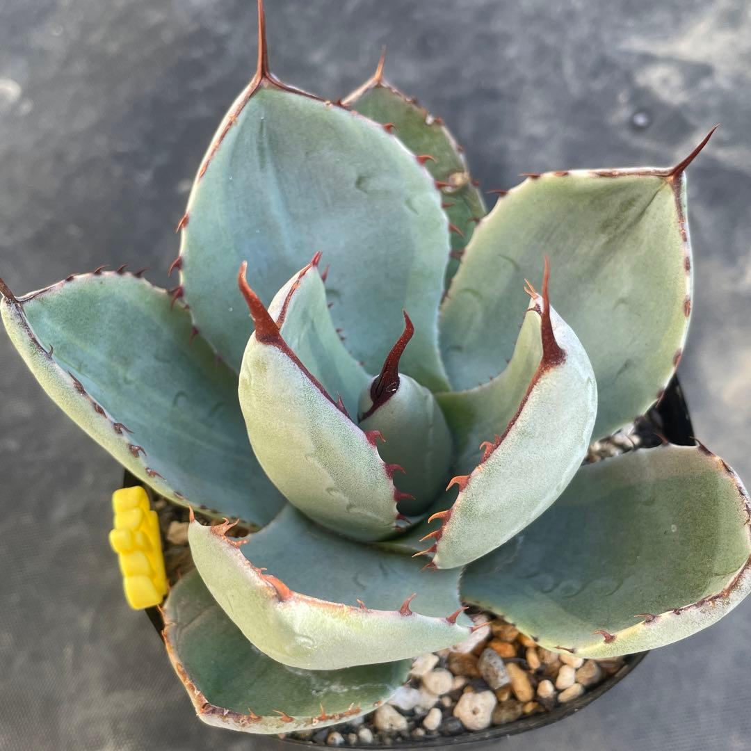 速達 アガベ トランカータ錦 トリカラー 斑入り 墨斑 淡斑