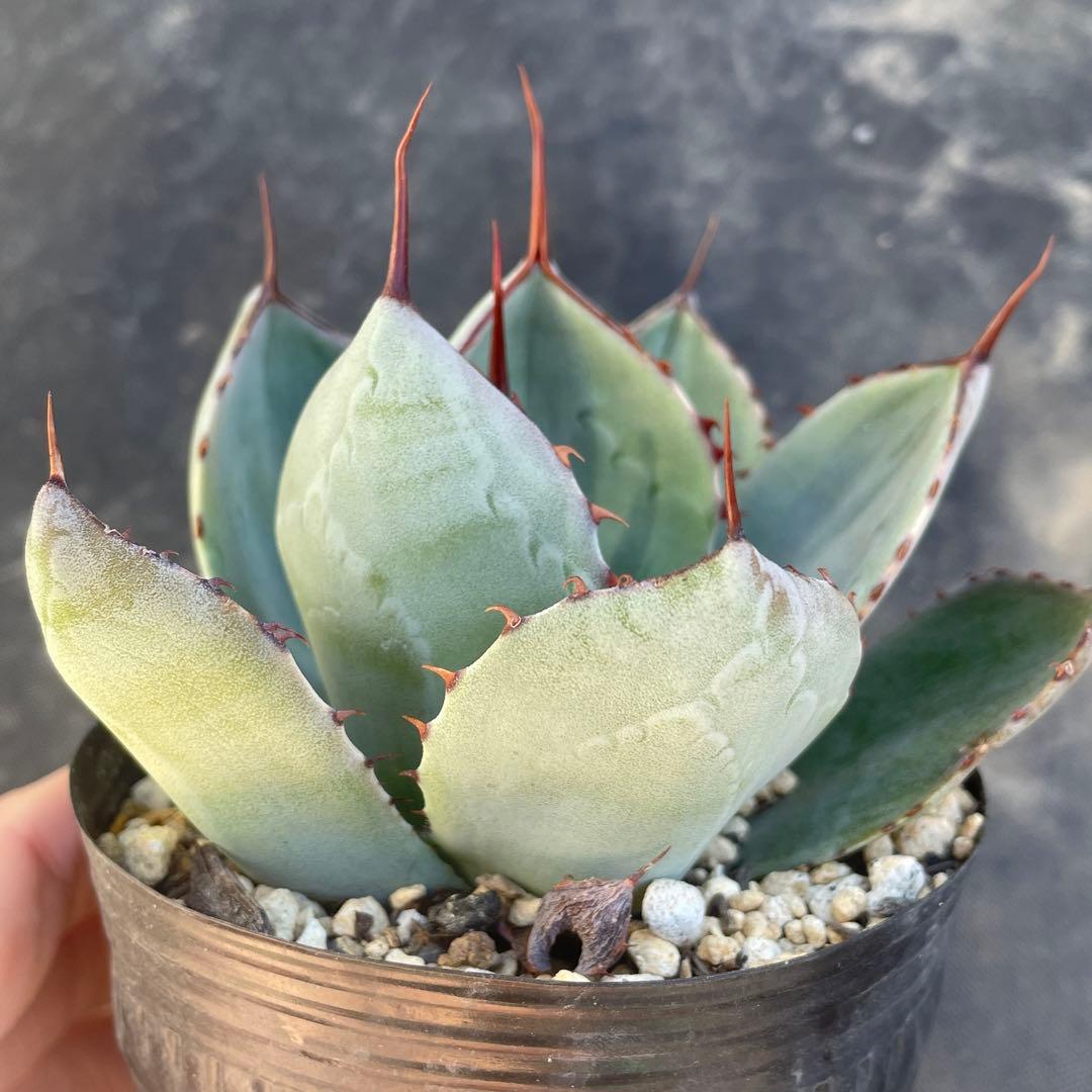 速達 アガベ トランカータ錦 トリカラー 斑入り 墨斑 淡斑