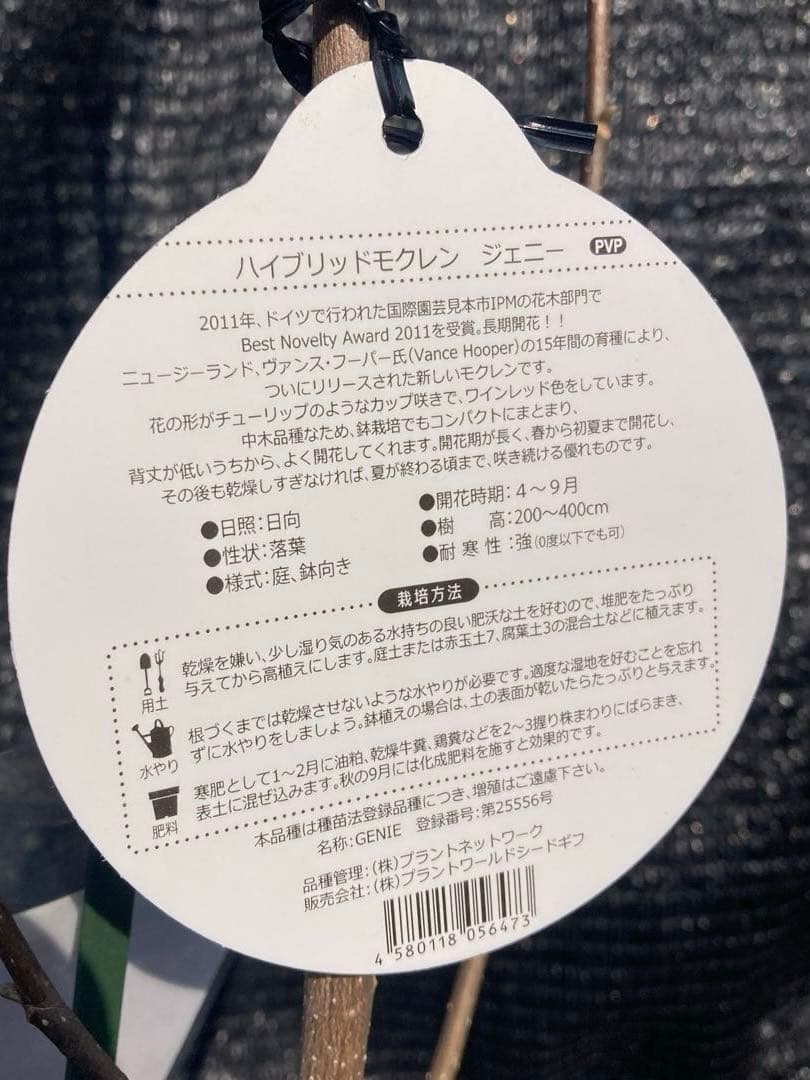 ①*:ஐ矮性で鉢栽培も可能‼︎魅力的な花色‼︎*:ஐモクレン・苗木【ジェニー】6号