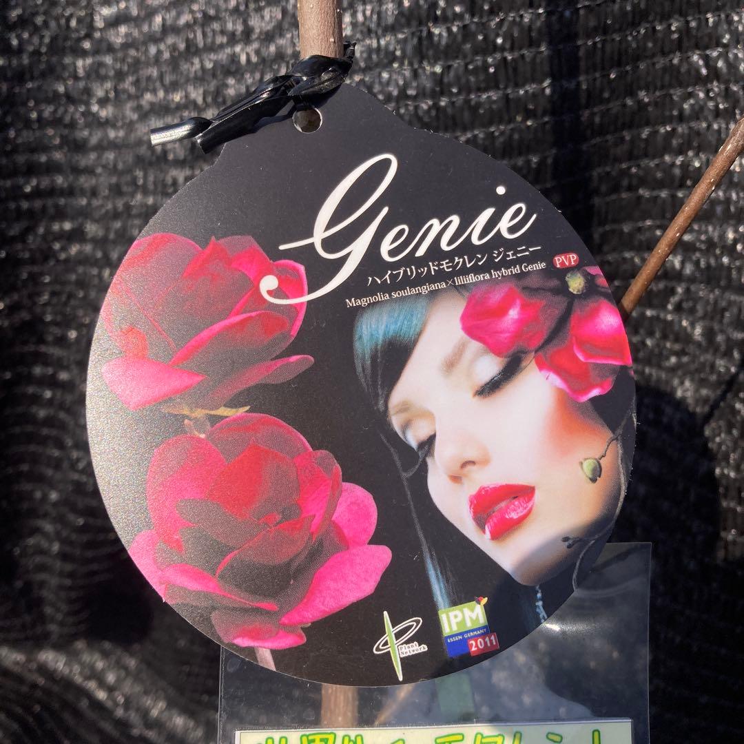 ①*:ஐ矮性で鉢栽培も可能‼︎魅力的な花色‼︎*:ஐモクレン・苗木【ジェニー】6号