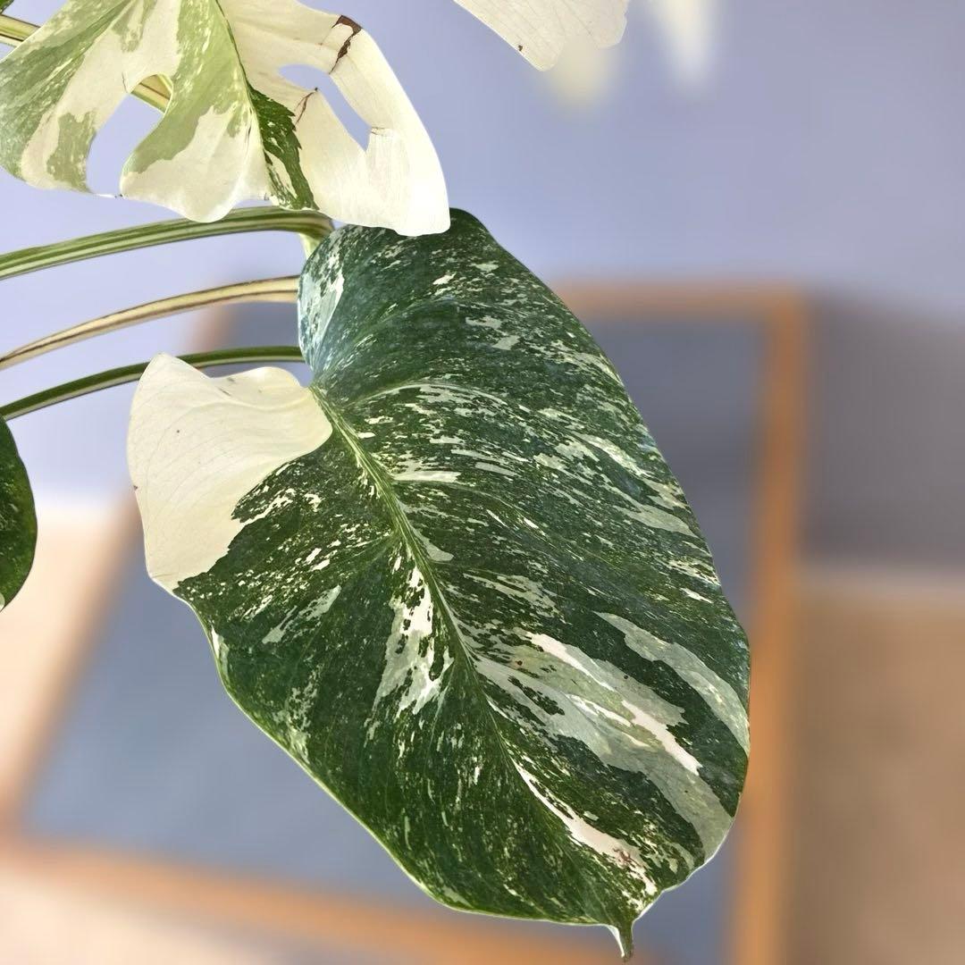 超希少❗️美株❗️モンステラ　ボルシギアナ　アルボ　ホワイトタイガー✨