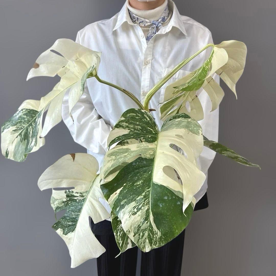 超希少❗️美株❗️モンステラ　ボルシギアナ　アルボ　ホワイトタイガー✨