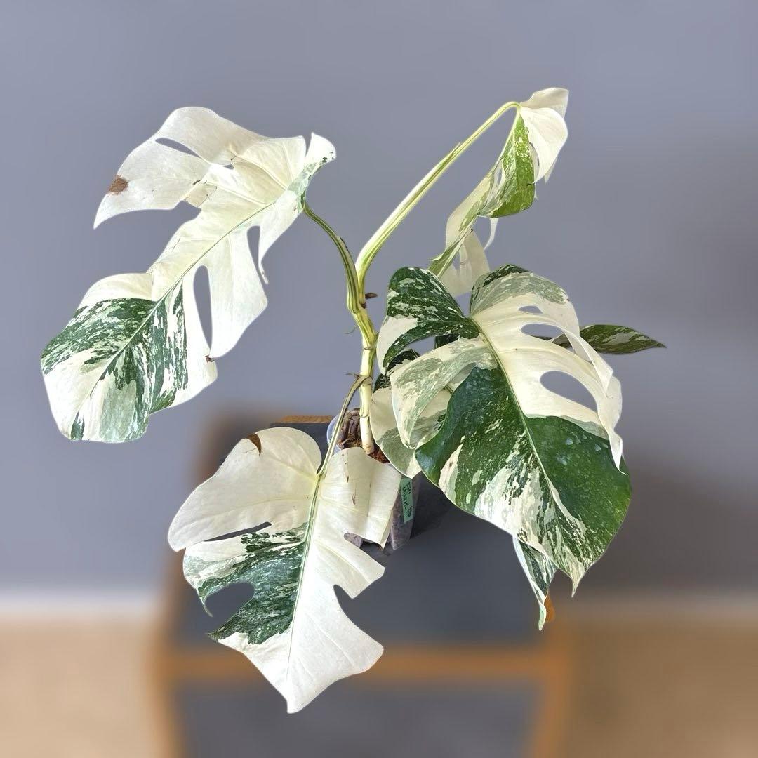 超希少❗️美株❗️モンステラ　ボルシギアナ　アルボ　ホワイトタイガー✨