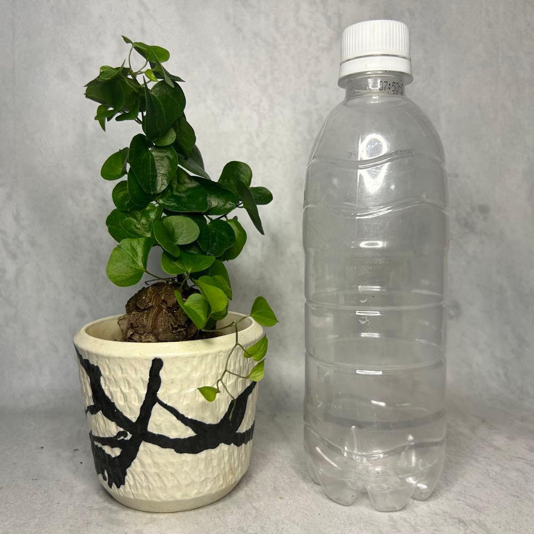 亀甲竜 (鉢入り) 4.5cm越え バキボコ割れ ディオスコレア　塊根植物