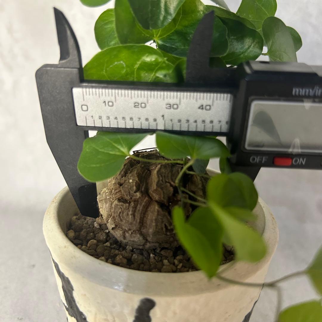 亀甲竜 (鉢入り) 4.5cm越え バキボコ割れ ディオスコレア　塊根植物