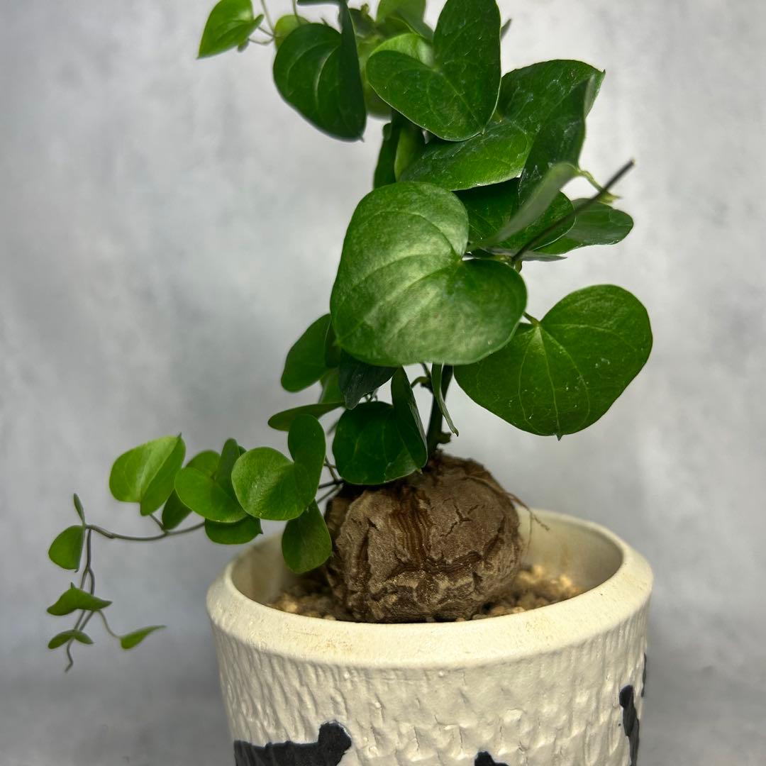 亀甲竜 (鉢入り) 4.5cm越え バキボコ割れ ディオスコレア　塊根植物