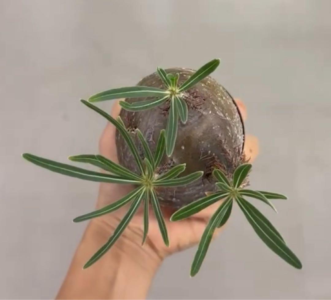 タイムセール‼︎超美株！短枝、まん丸パキポディウム グラキリス（発根済）