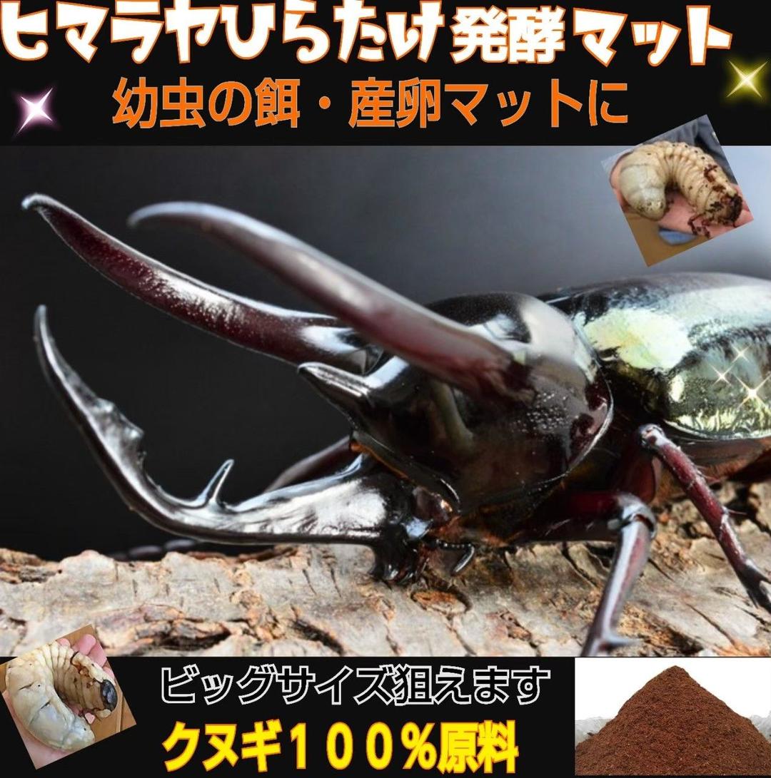 たっぷり100リットル☆カブトムシ幼虫が大きくなる！発酵マット☆雑虫湧きません！