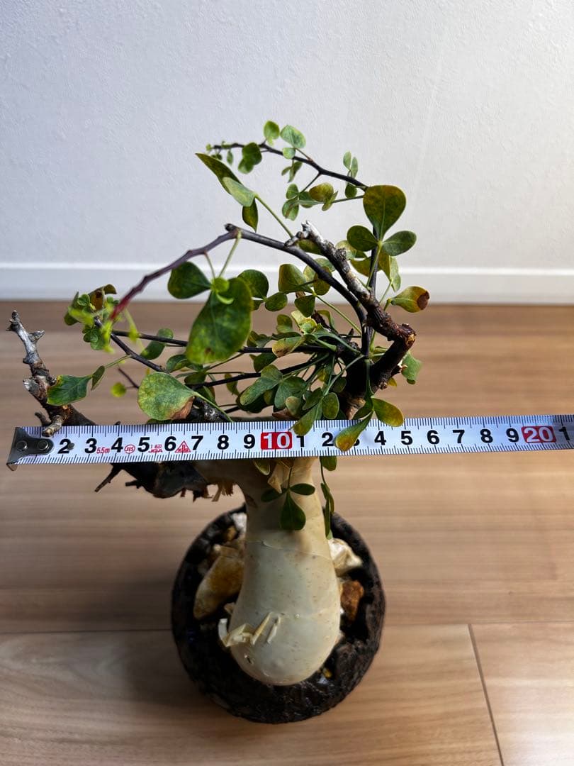 【発根済】コミフォラカタフ ピュア ソマリア産 中川智治