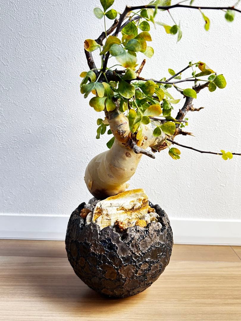 【発根済】コミフォラカタフ ピュア ソマリア産 中川智治