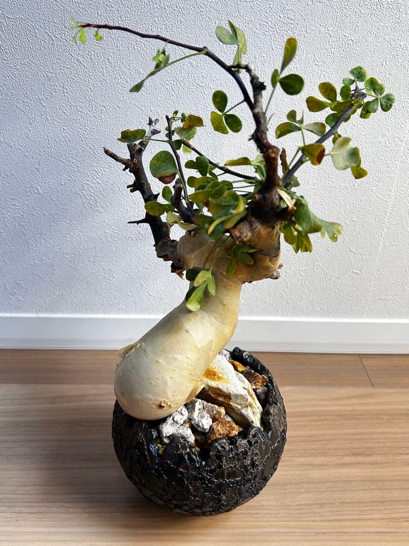 【発根済】コミフォラカタフ ピュア ソマリア産 中川智治