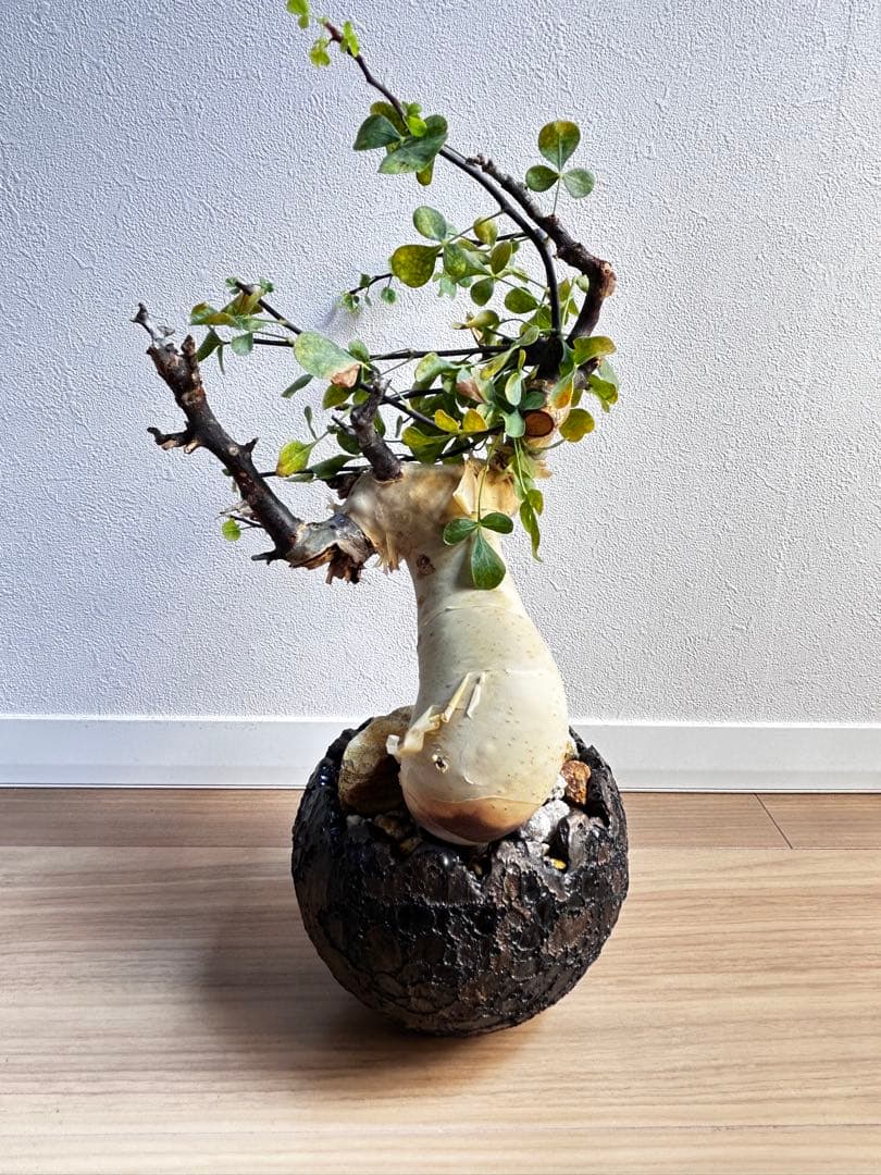 【発根済】コミフォラカタフ ピュア ソマリア産 中川智治