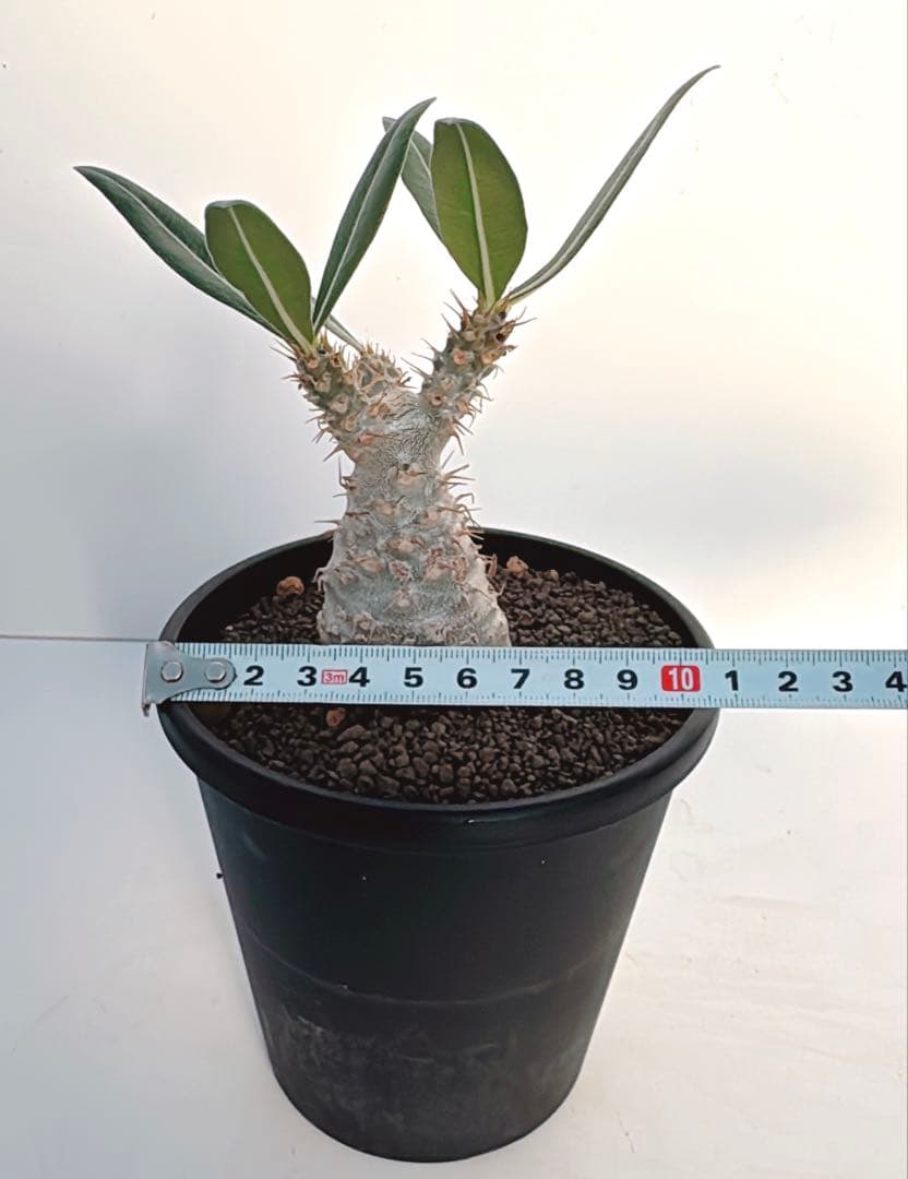 グラキリス　パキポディウム