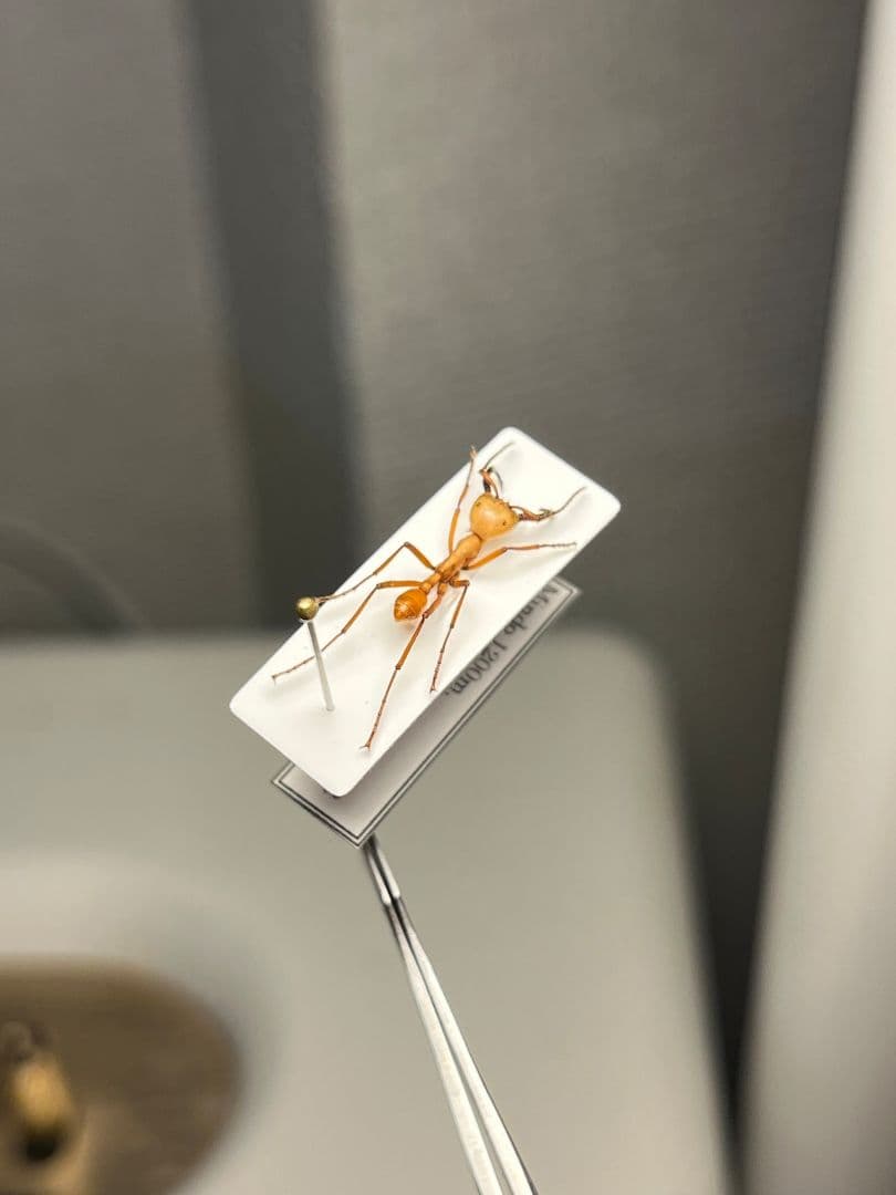 【12mm】グンタイアリ 標本 パラポネラ ソルジャーアントEciton sp.