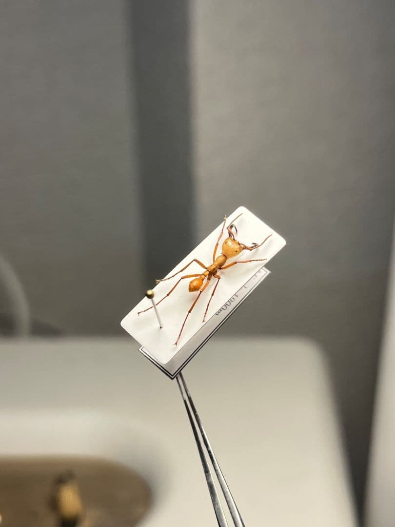 【12mm】グンタイアリ 標本 パラポネラ ソルジャーアントEciton sp.