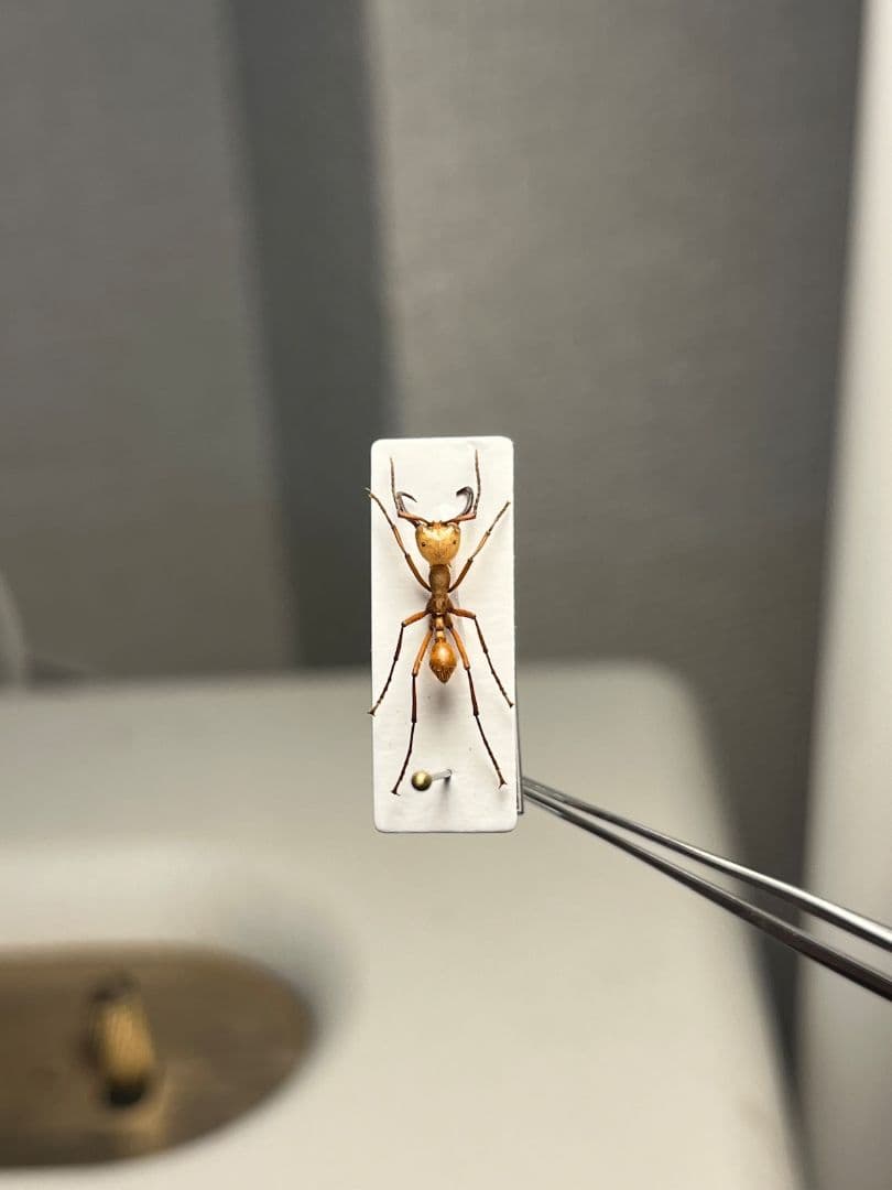 【12mm】グンタイアリ 標本 パラポネラ ソルジャーアントEciton sp.