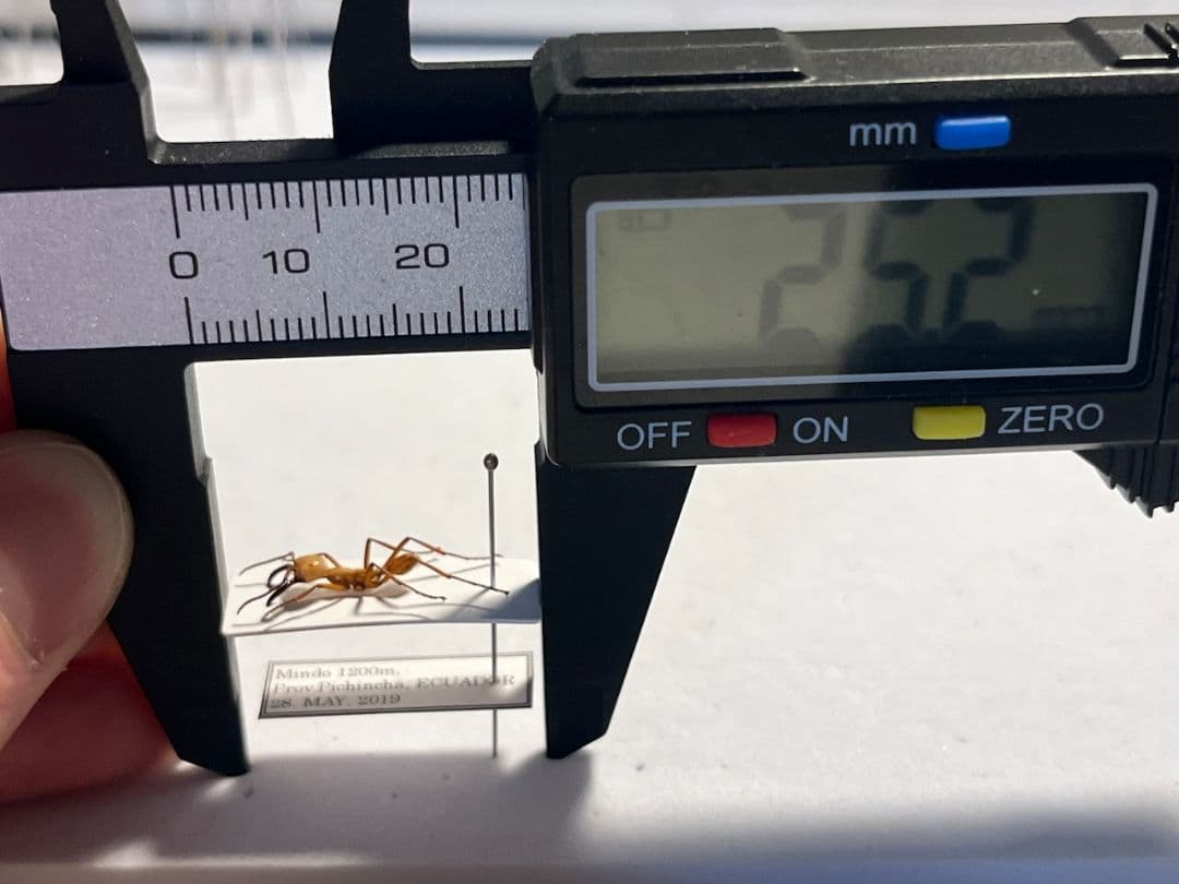 【12mm】グンタイアリ 標本 パラポネラ ソルジャーアントEciton sp.