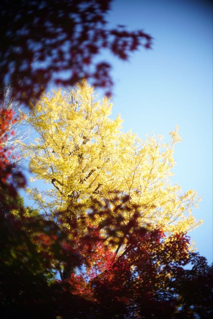 【動作確認済良品】OLYMPUS PEN F.Zuiko 38mm f1.8