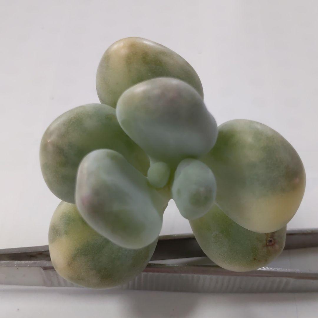 確認どうぞ♥西瓜の皮の色の斑入りです。