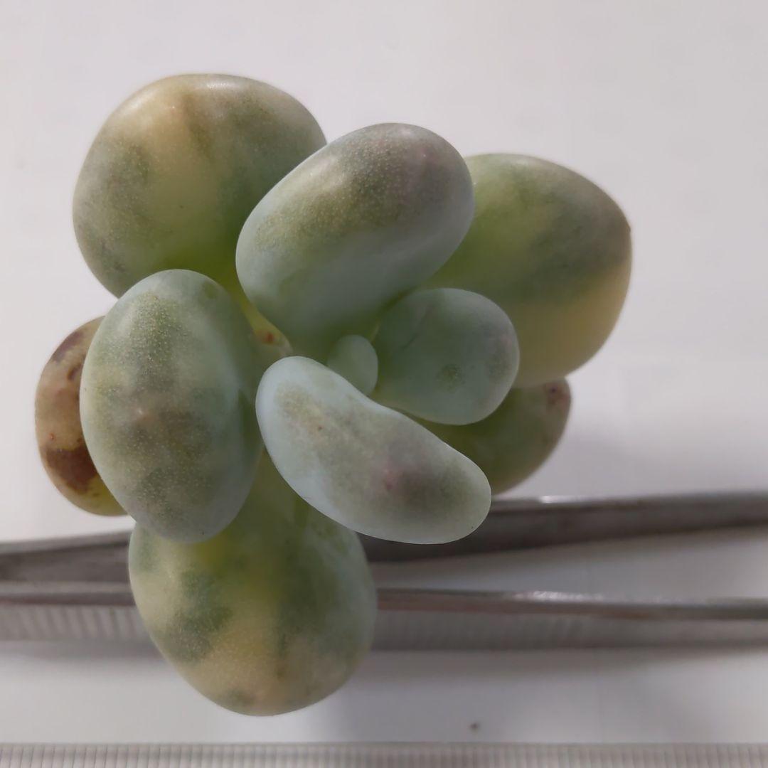 確認どうぞ♥西瓜の皮の色の斑入りです。