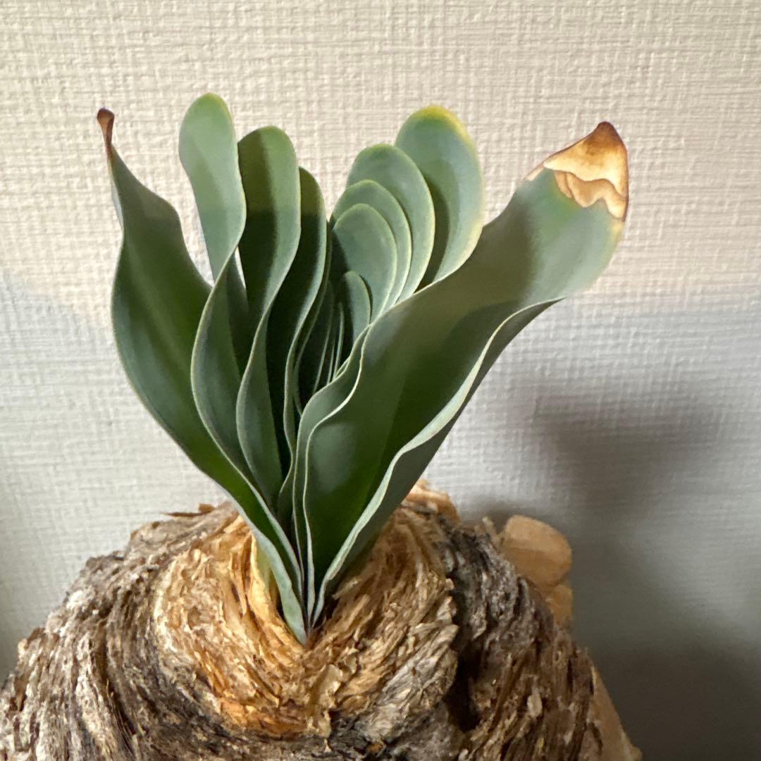 発根済 ブーファン ハエマンソイデス 現地株 検塊根植物 サボテン