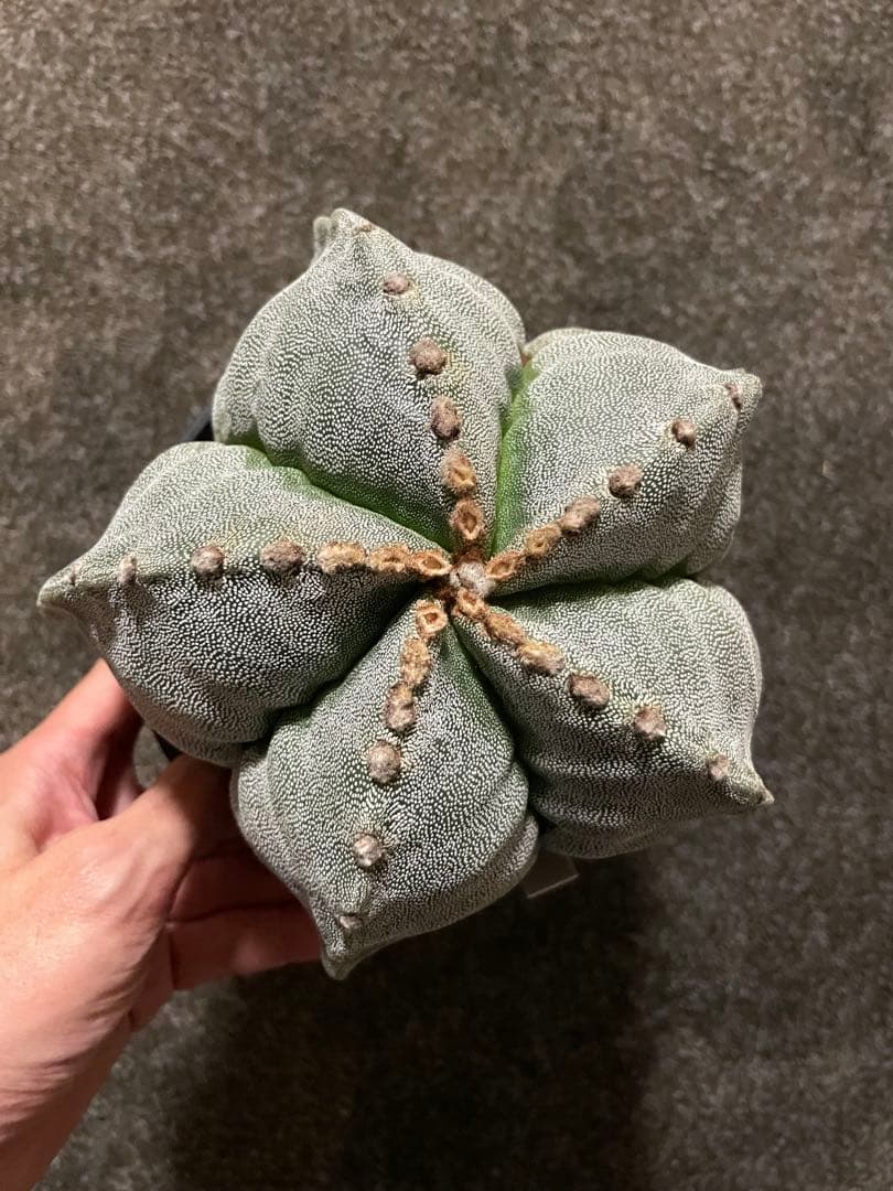 セーール　特大　山川ストロンギ　肋骨　実生