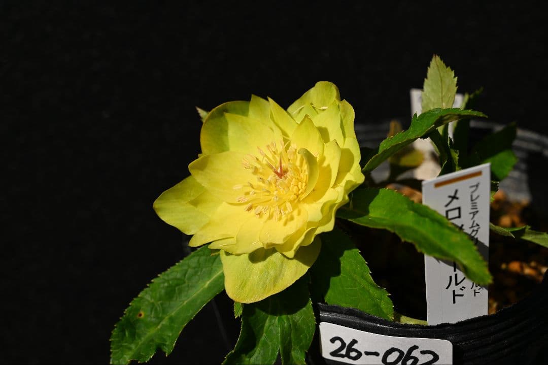 クリスマスローズ　珍品　認定メロンゴールド　加藤農園