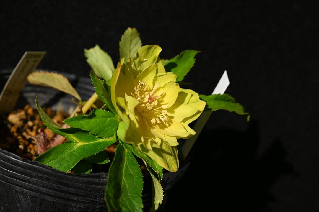 クリスマスローズ　珍品　認定メロンゴールド　加藤農園