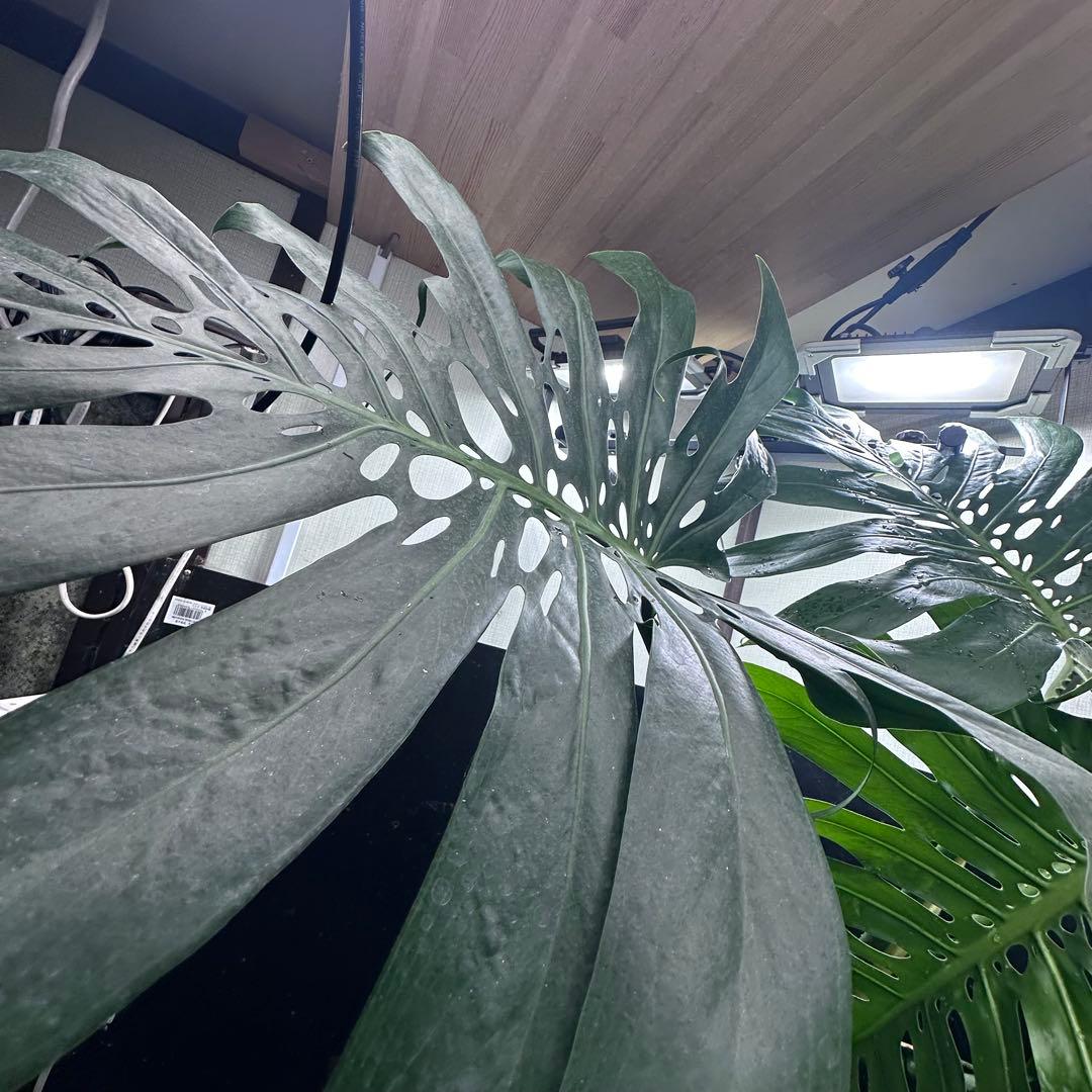 ***様 モンステラデリシオーサマクロコズム超希少系統鉢植え97㎝