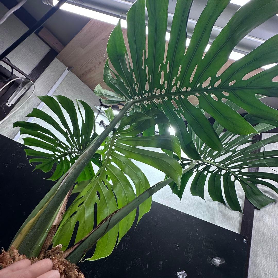 ***様 モンステラデリシオーサマクロコズム超希少系統鉢植え97㎝