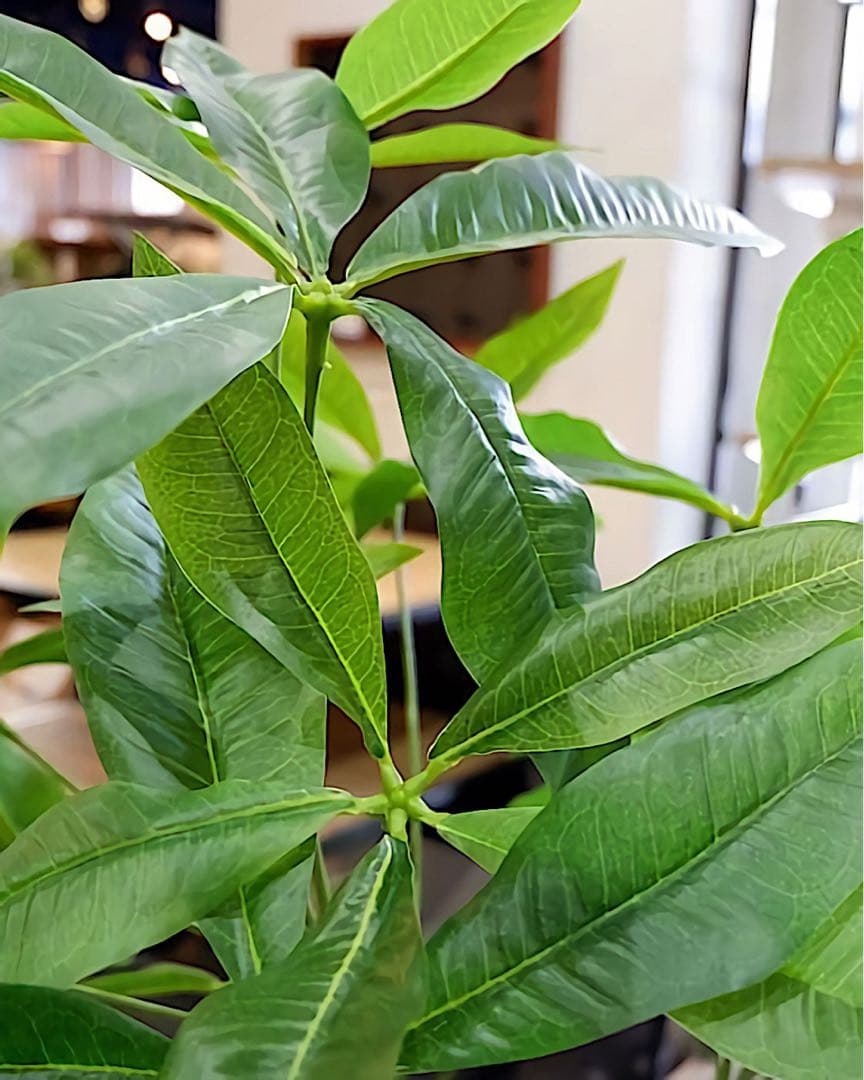 光触媒　人工観葉植物　ウォールグリーン　フェイクグリーン　造花　パキラ180