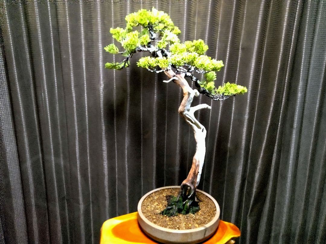 【大品 文人系 真柏盆栽】　　　　⭕樹齢 50年超、セール❗ ★新春限定価格★