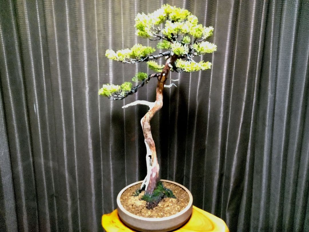 【大品 文人系 真柏盆栽】　　　　⭕樹齢 50年超、セール❗ ★新春限定価格★