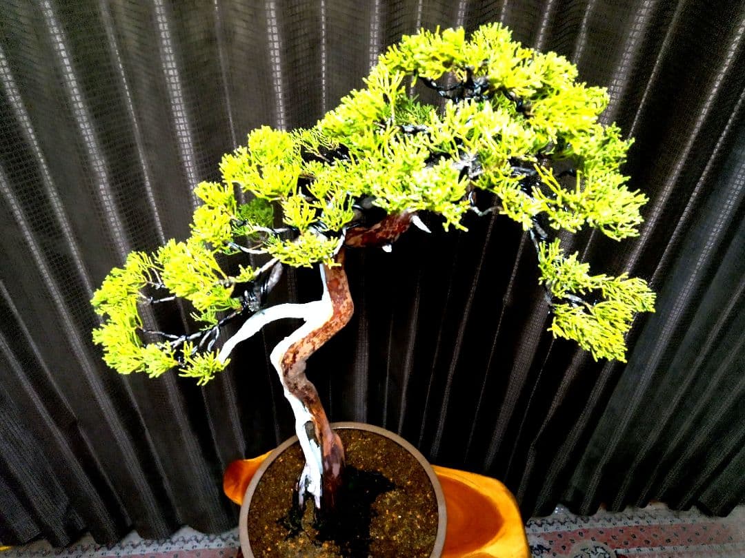 【大品 文人系 真柏盆栽】　　　　⭕樹齢 50年超、セール❗ ★新春限定価格★