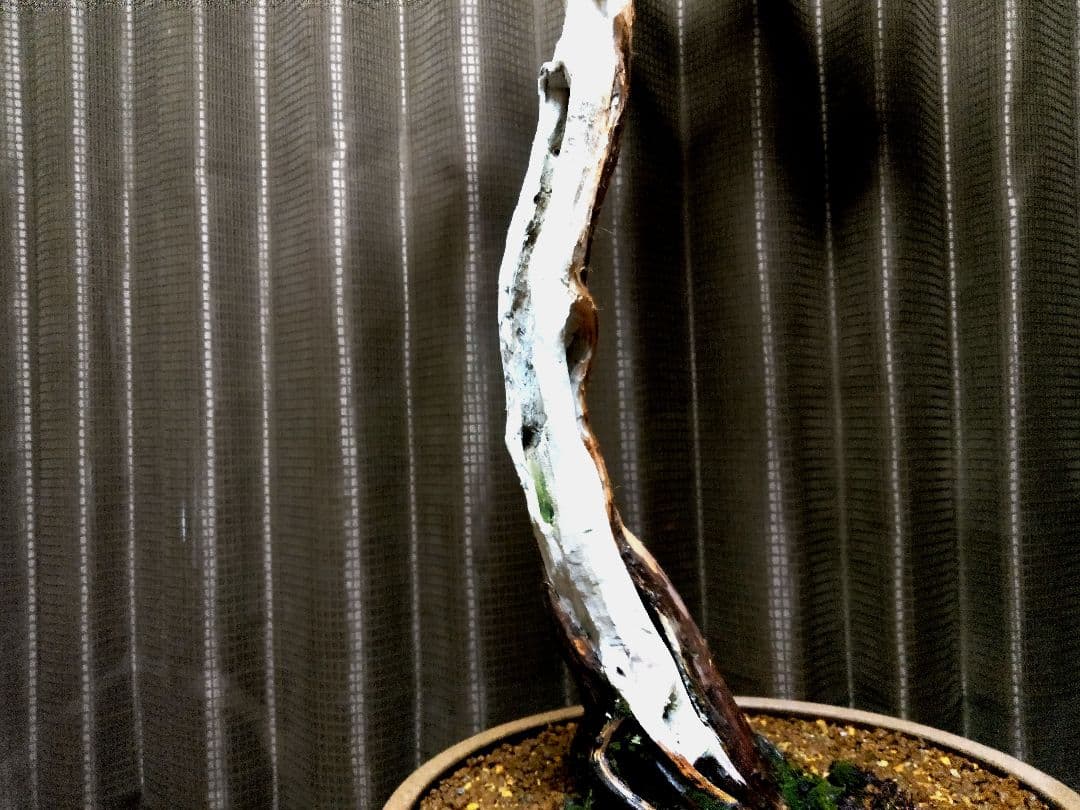 【大品 文人系 真柏盆栽】　　　　⭕樹齢 50年超、セール❗ ★新春限定価格★