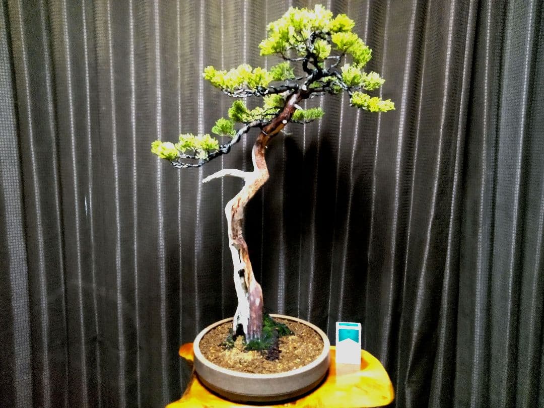 【大品 文人系 真柏盆栽】　　　　⭕樹齢 50年超、セール❗ ★新春限定価格★