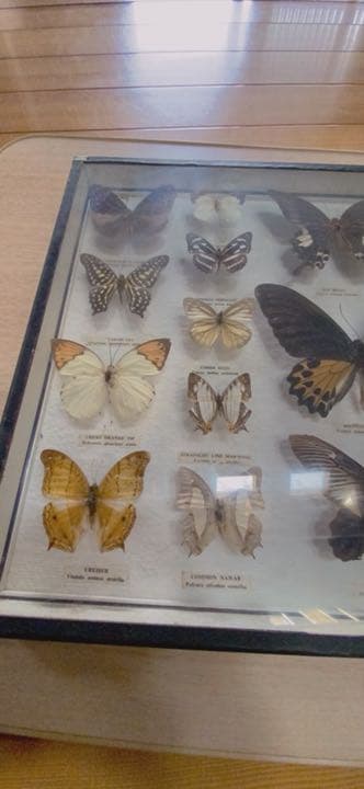 蝶々の剥製(1980年)【絶滅危惧種有り】