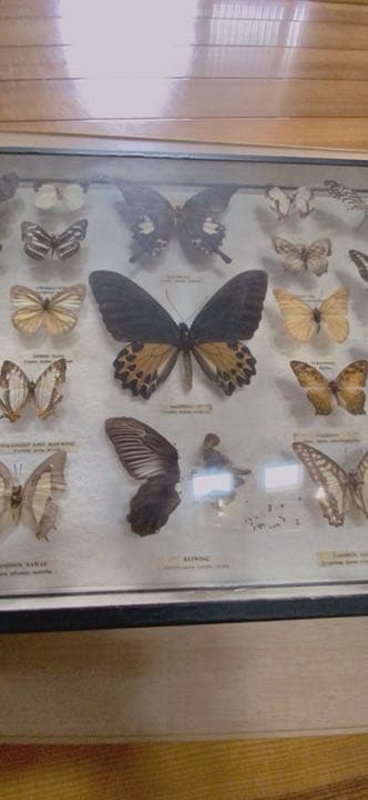 蝶々の剥製(1980年)【絶滅危惧種有り】