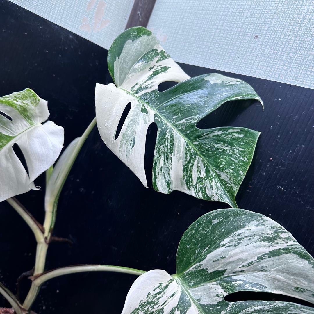 ウ*サ様 斑入りモンステラ ホワイトタイガー極美大株61cm白斑多