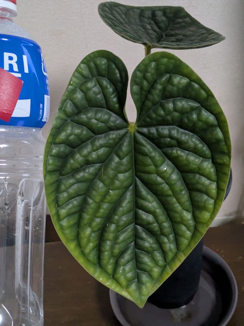 アンスリウム　ルクスリアンス　Anthurium luxurians