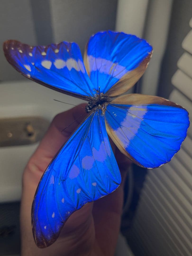 ヘレナモルフォ レテノールモルフォ蝶 蛾モルフォチョウMorpho昆虫標本