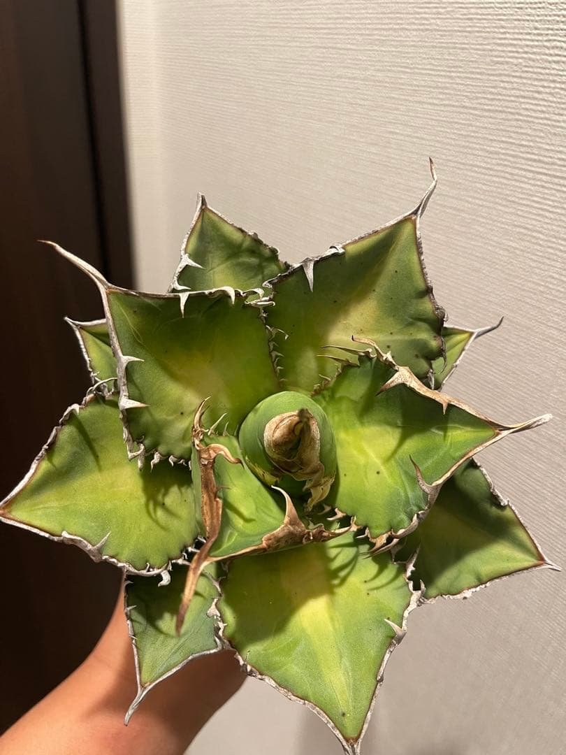 アガベ 緑幽霊 親株